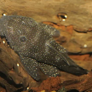 Pimental-Antennenwels, L213, Ancistrus sp. Neuheit